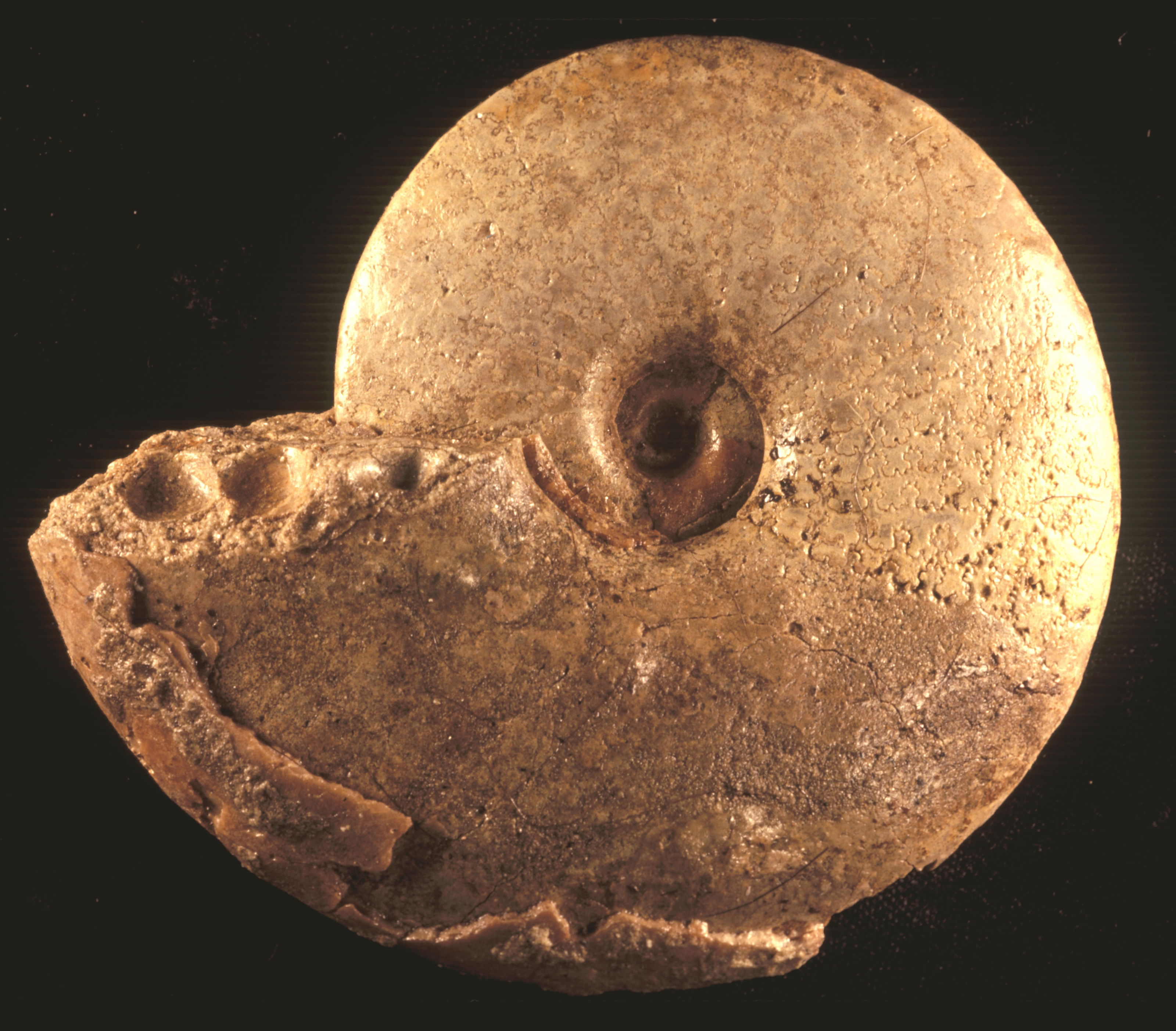 Ammonite