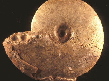 Ammonite