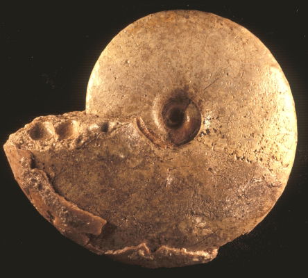 Ammonite