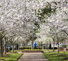 Cherry Blossom Festival