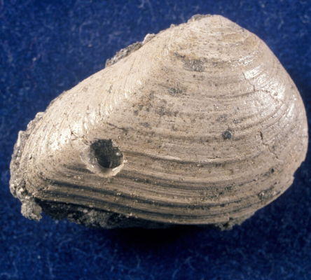 Late Cretaceous Clam