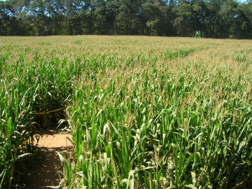 Corn