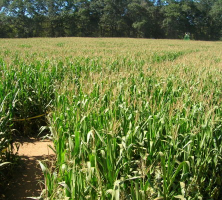 Corn