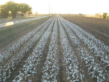Cotton Crop