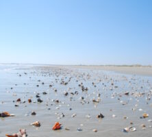 Cumberland Island