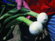 Vidalia Onions