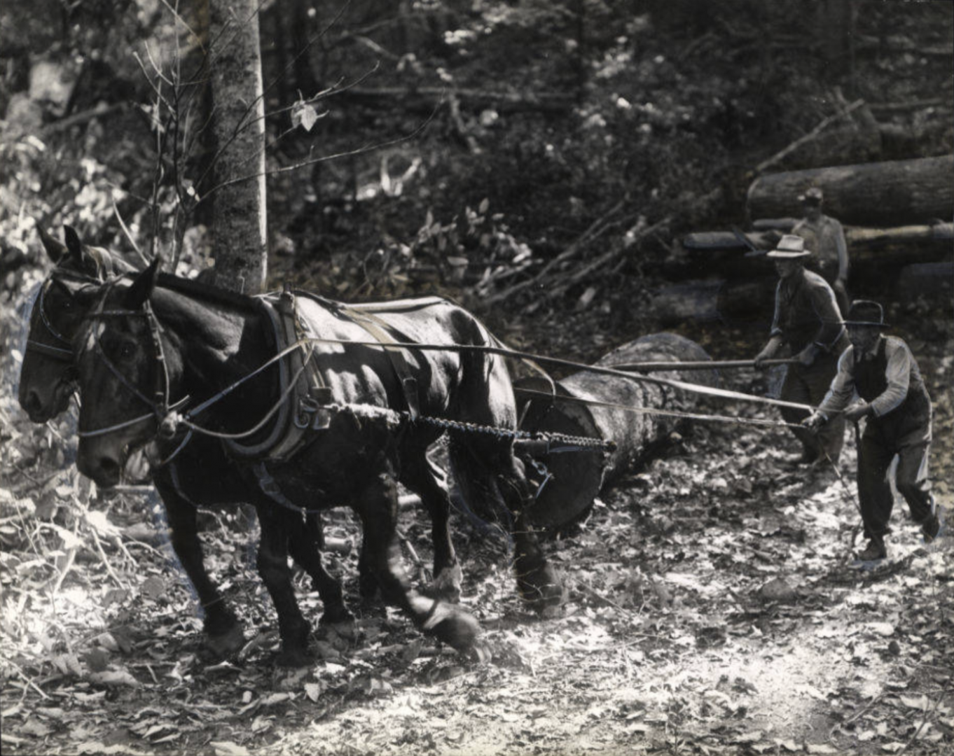 Working Horses