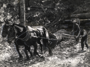 Working Horses