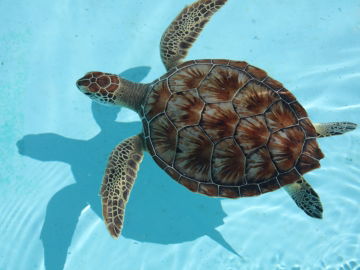 Loggerhead Sea Turtle