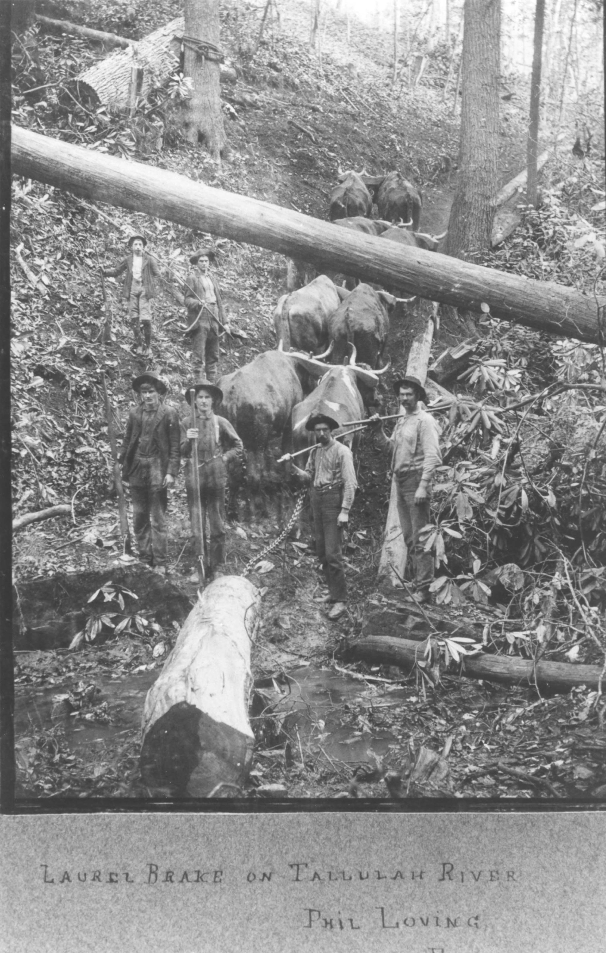 Logging, Tallulah River