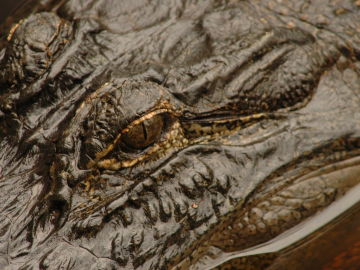 Okefenokee Swamp Alligator