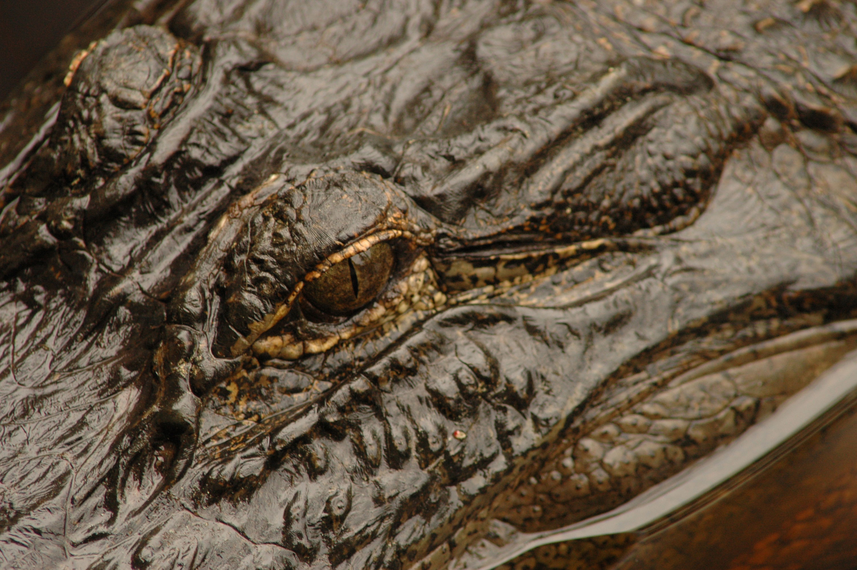 Okefenokee Swamp Alligator