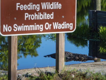Alligator