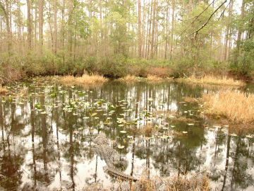 Okefenokee Swamp