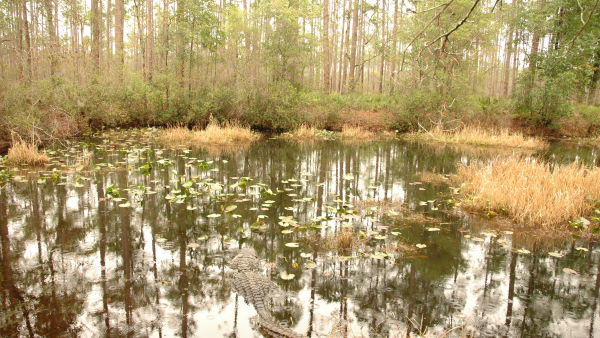 Charlton County