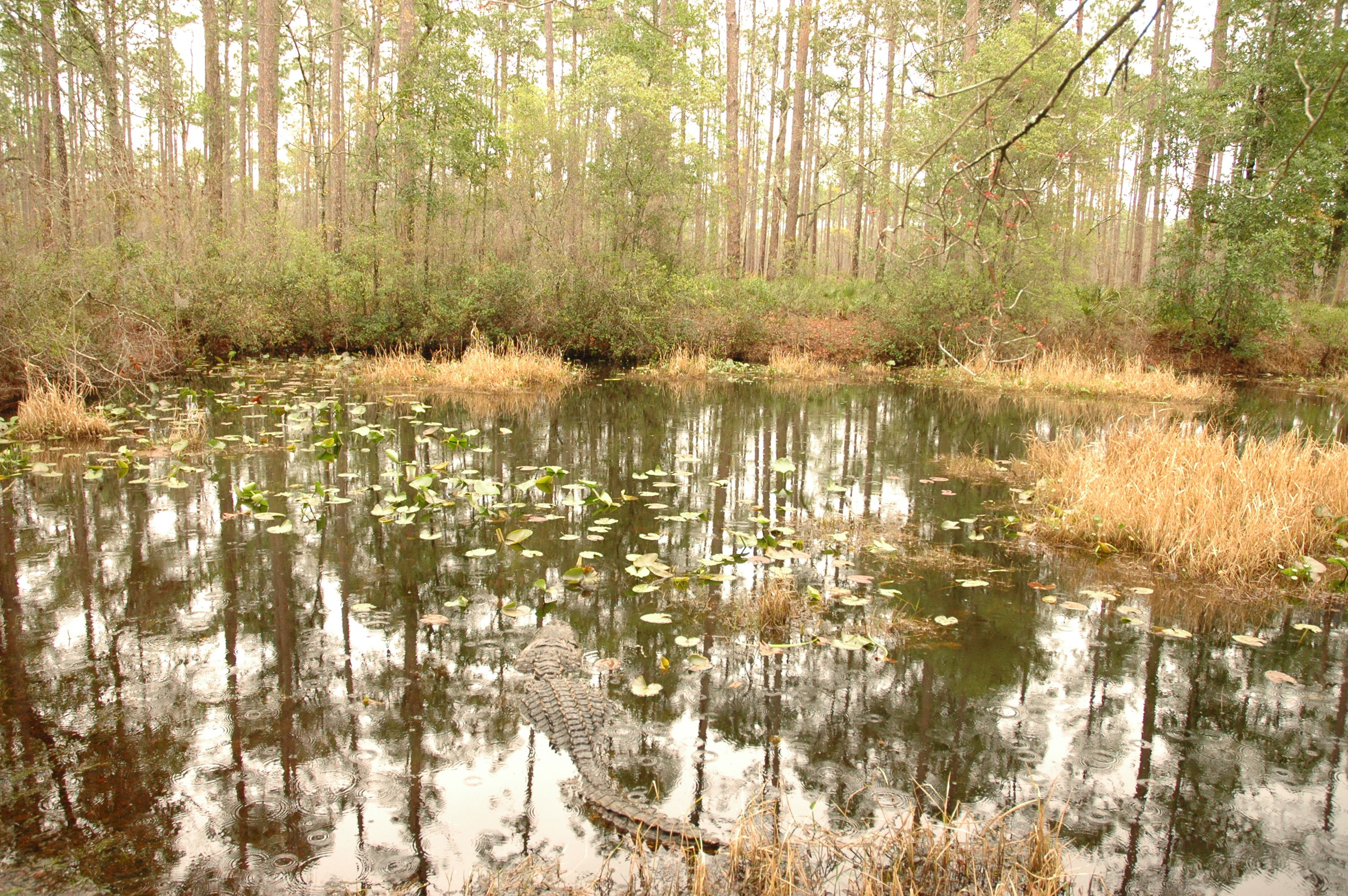 Okefenokee Swamp