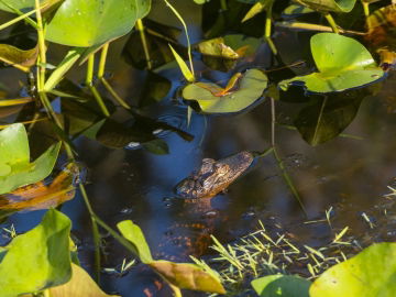 Okefenokee Swamp