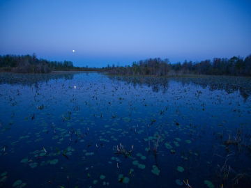 Okefenokee Swamp