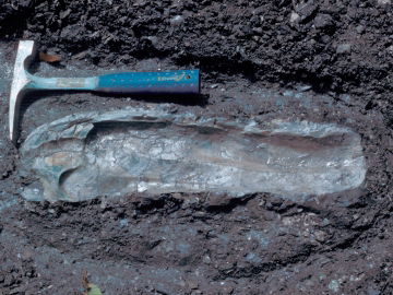 Late Cretaceous Oyster