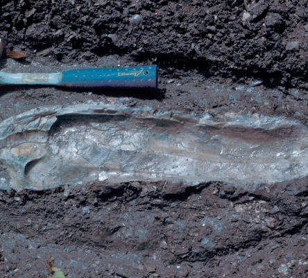 Late Cretaceous Oyster