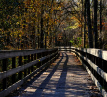 Reed Bingham State Park