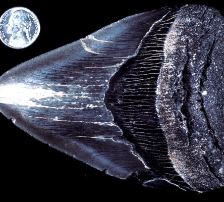 State Fossil
