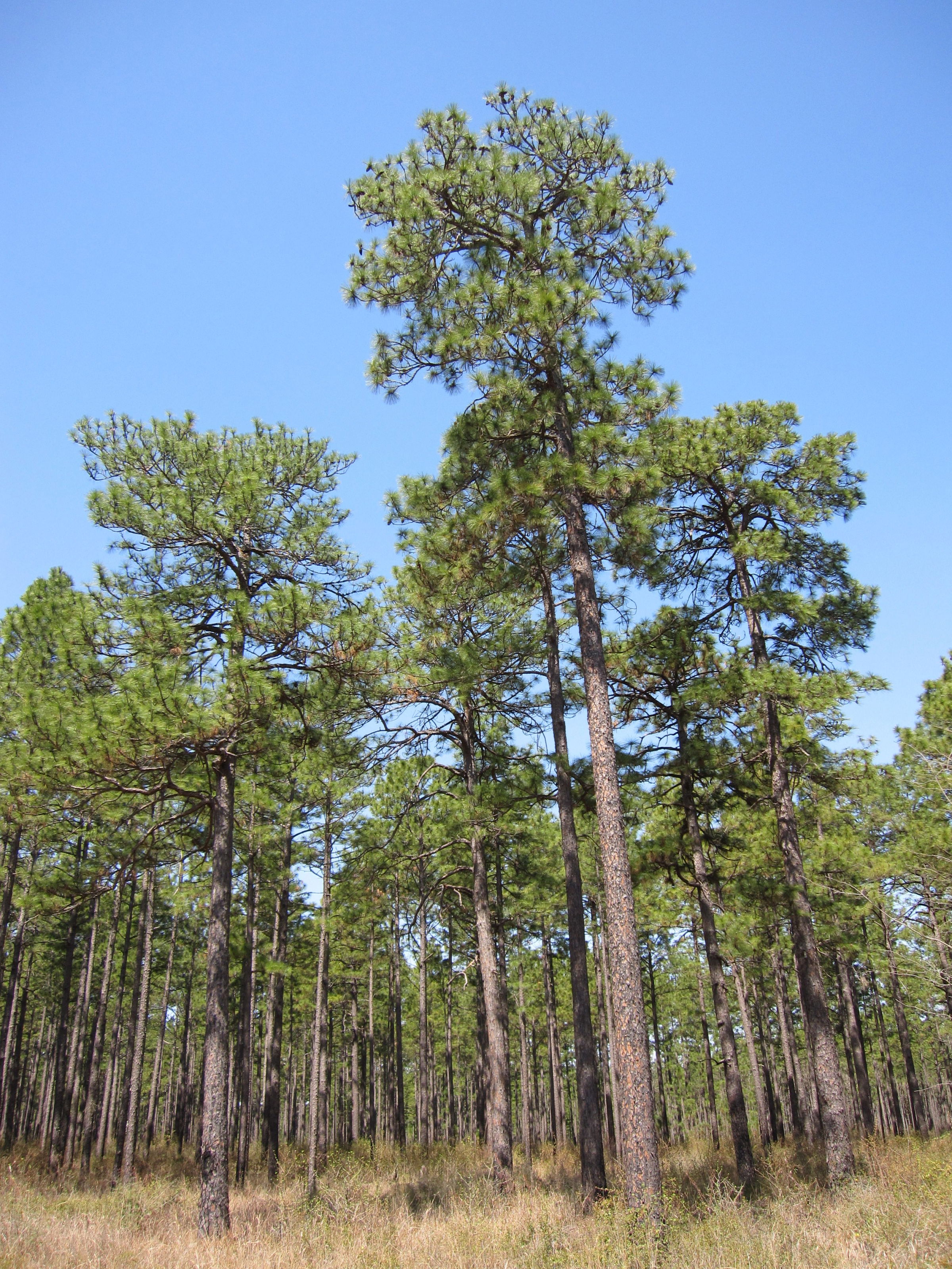 Longleaf Pines