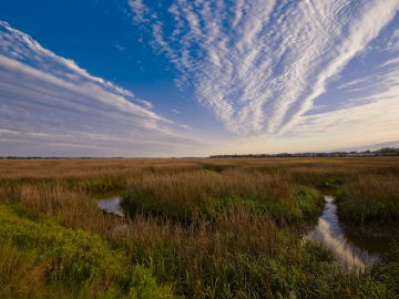 Tidal Marsh