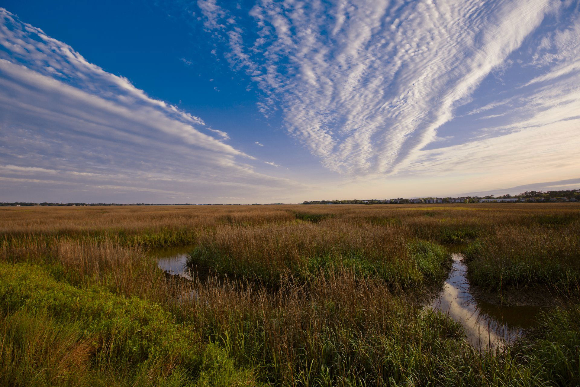 Tidal Marsh