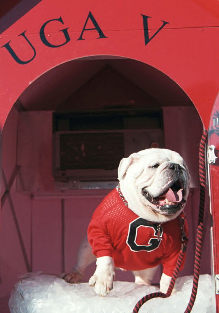 UGA V, Football Mascot - New Georgia Encyclopedia