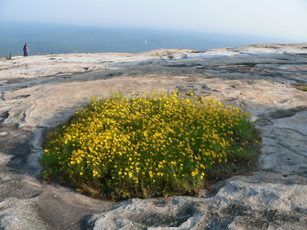 Stone Mountain Yellow Daisies - New Georgia Encyclopedia